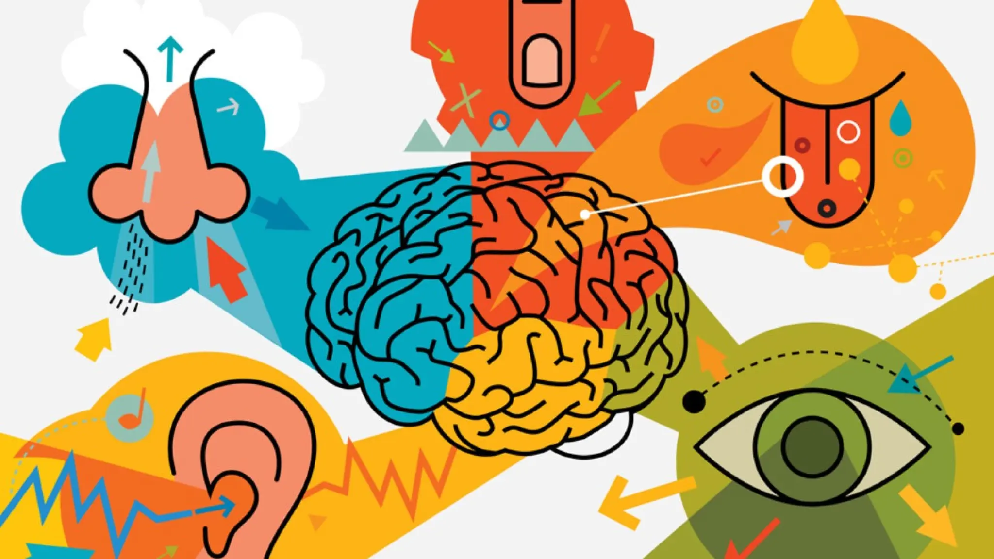 Gekleurde illustratie van een hersenhelft in het midden, omringd door symbolen voor de vijf zintuigen: neus (ruiken), tong (proeven), oog (zien), oor (horen) en hand (tasten), verbonden met pijlen naar de hersenen.